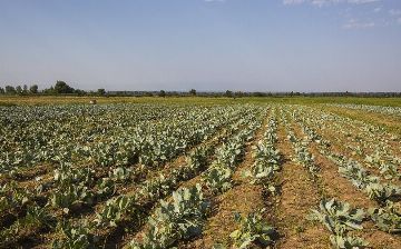 Узбекистан поможет казахским фермерам орошать земли