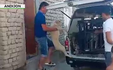 Житель Андижана отлавливал и съедал собак