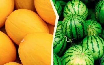 Диетолог сравнила пользу арбуза и дыни