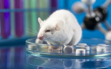 Алкоголизм у мышей подавили смесью из двух лекарств