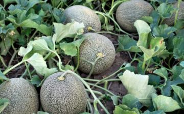Как правильно выбрать дыню?