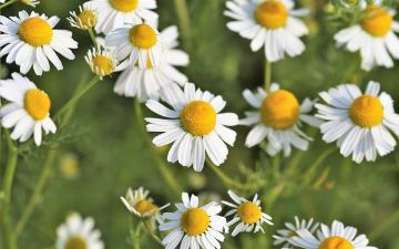 Эксперт напомнил о полезных свойствах ромашки