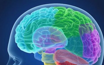 Мозг может предсказывать будущее — ученые рассказали, каким образом<br>