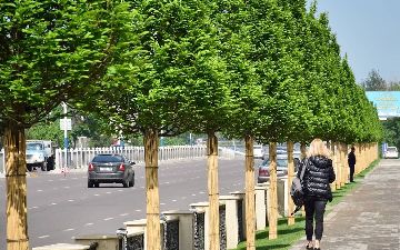 Узбекистанцев обяжут посадить деревья перед домом