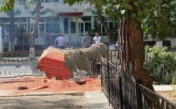 В Ташкенте спилили многовековое дерево 