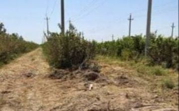 В Сурхандарье по поддельному решению хокимията срубили более 160 деревьев