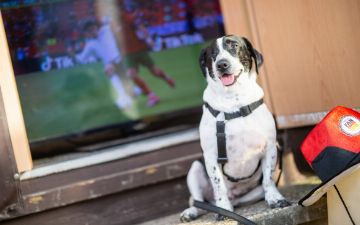 Из-за двух собак и лошади приостановили футбольный матч между Украиной и Италией<br>