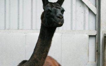 Ламы помогут в лечении коронавируса