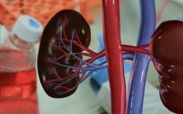 В США создали искусственную почку — посмотрите, как она выглядит