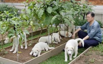 В Южной Корее могут запретить употребление мяса собаки