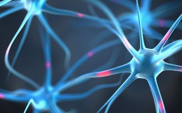 Нервные клетки восстанавливаются, утверждение об обратном — это миф