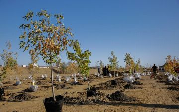 В Узбекистане будут высаживать 200 миллионов деревьев каждый год