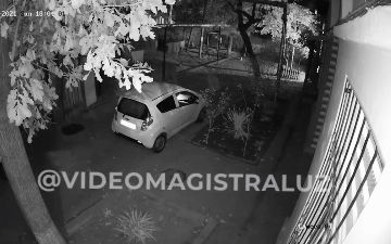 В Ташкенте участились случаи, когда водители намеренно сбивают и наезжают на уличных животных 