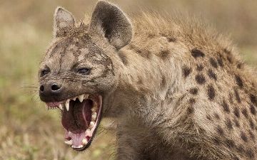 Гиены заразились коронавирусом в США — это первый в мире случай