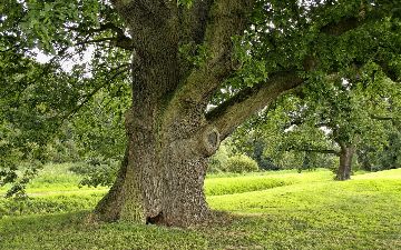 По факту вырубки более 50 деревьев в Акташе возбудили уголовное дело