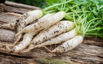 Лечебный овощ редька: читайте, кому стоит его есть, а кто должен полностью отказаться от этого продукта