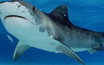 15-летняя девочка голыми руками отбилась от акулы, но все же получила ранение — фото