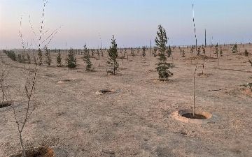 В Джизакской степи появится лесопарк от UzAuto