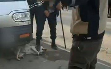 Наступили на горло собаке в попытке поймать: пользователи соцсетей жалуются на отловщиков из Алмалыка, проявляющих чрезмерную жестокость к животным - фото и видео