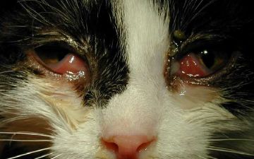 Кошка заразила свою хозяйку редким видом чумы