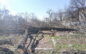 Госкомэкологии наконец получил деньги, взысканные прокуратурой за вырубку деревьев