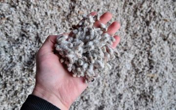 Бизнес-омбудсман изучает ситуацию с запретом хокима Кашкадарьи на ввоз семян хлопка в Самарканд