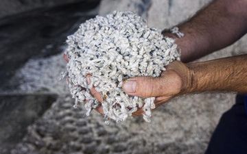 Вопрос с запретом на ввоз семян хлопка в Самарканд решат в течение десяти дней 