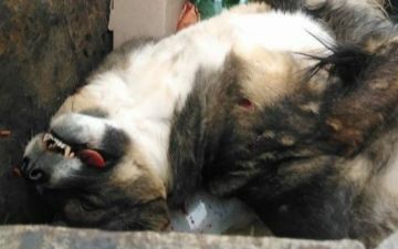 Жители Джизака застрелили бездомных собак и выбросили в мусорный бак