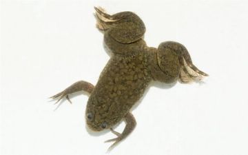 Ученые смогли отрастить лягушкам их ампутированные лапы