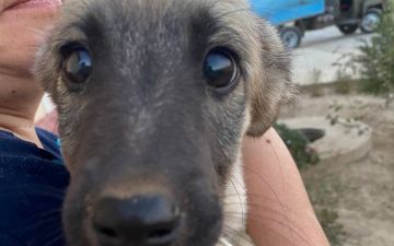 В Карши сотрудники службы благоустройства травили ядом бездомных животных 