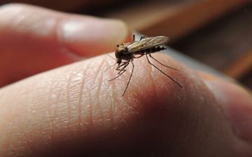 Почему комары кусают именно вас?