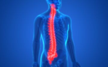 Ученые вырастили спинной мозг в пробирке – это дает шанс парализованным людям