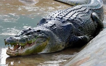 Самый большой в мире морской крокодил умер из-за стресса