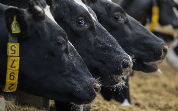 В Узбекистане создали молоко, которое защищает от коронавируса