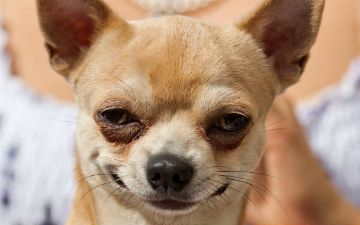 Ученые рассказали, для чего еще можно применять «Виагру»