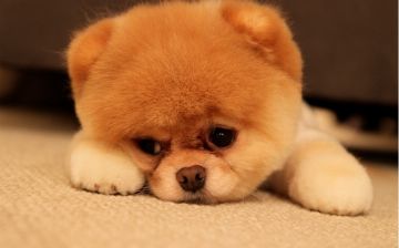 Ученые рассказали, в чем польза домашних животных для здоровья стариков