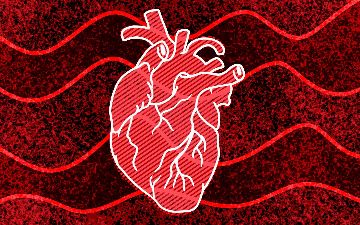 Почему сердце постоянно работает, но не устает?