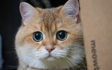 Девушка решила клонировать умершего кота и удивилась полученному результату — подробности