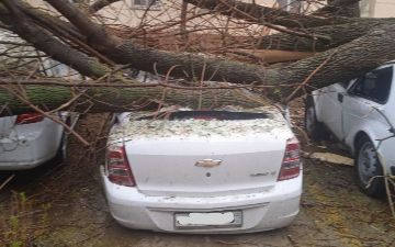 На Чиланзаре из-за непогоды дерево упало на шесть автомобилей