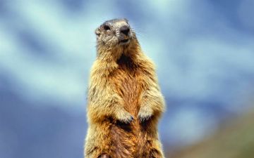 Ученые рассказали, как замедлить старение — способ они «подсмотрели» у сурков