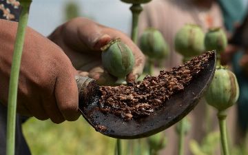  «Талибан» запретил выращивать мак и другие виды наркотических средств в Афганистане