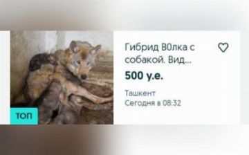 На OLX начали продавать волчат за $500