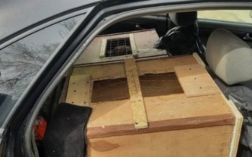 В России поймали узбекистанца, пытавшегося вывезти четырёх медвежат — фото