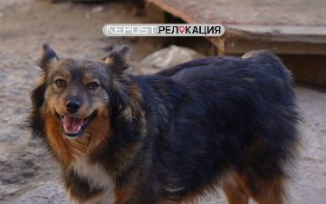 Как перевезти питомца в Узбекистан и какие прививки сделать перед вылетом