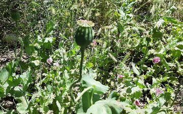 В Фергане арестовали женщину с огромной наркоплантацией