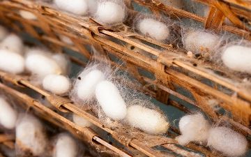 В Андижане пытались перепродать пункт сбора коконов шелкопряда за $180 тысяч