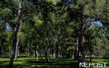 ВБ займет Узбекистану крупную сумму для восстановления лесов