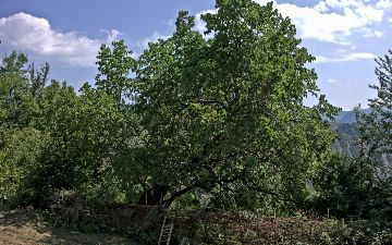 В Бухаре нашли семивековой тутовник — фото