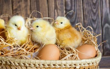 Узбекским птицеводам предоставят новые льготы и субсидии