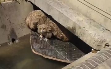 На Чиланзаре продают сову за тысячу долларов — видео